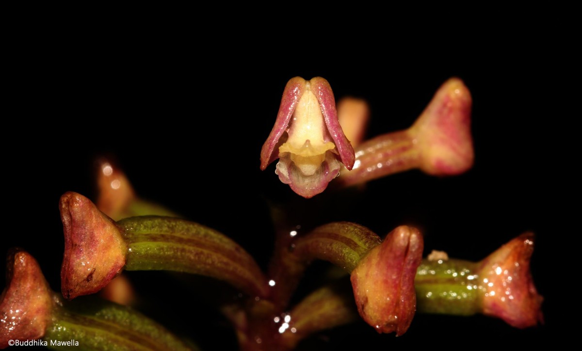 Polystachya concreta (Jacq.) Garay & H.R.Sweet